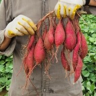 양양 해풍고구마 10kg (베니하루카(밤고구마)