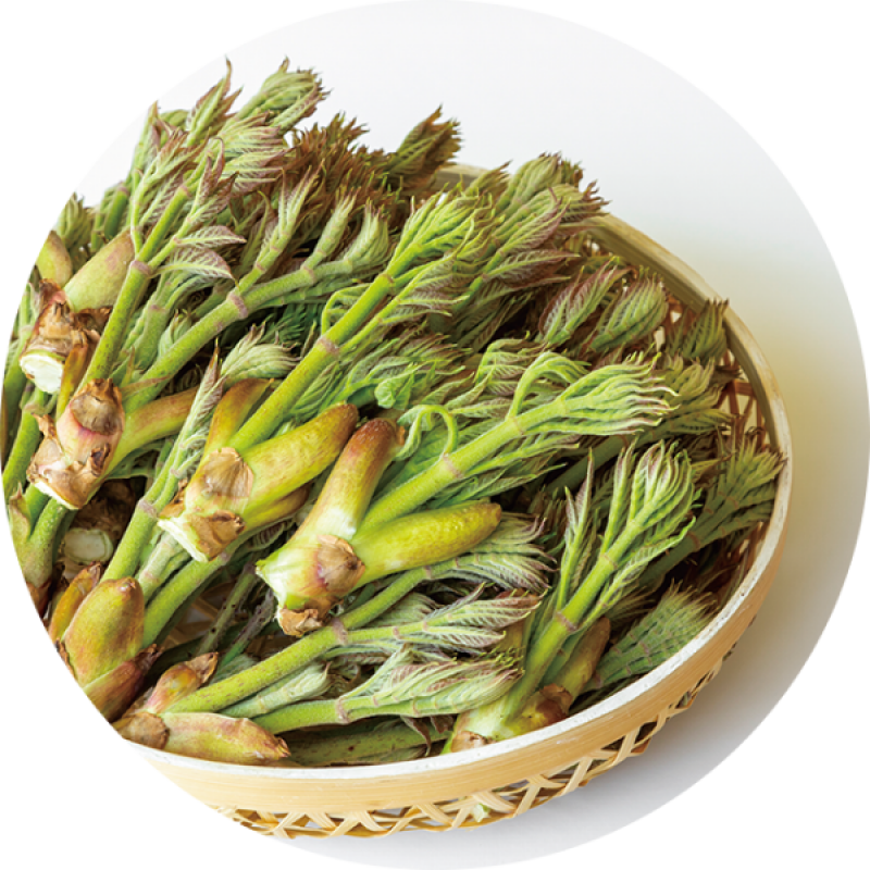 양양 해풍산나물 (두릅, 엄나무)